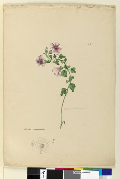 الصفحة 159. Malva capensis ، c.1803-06 (مرحاض ، قلم حبر ، قلم رصاص) بواسطة جون وليام لوين