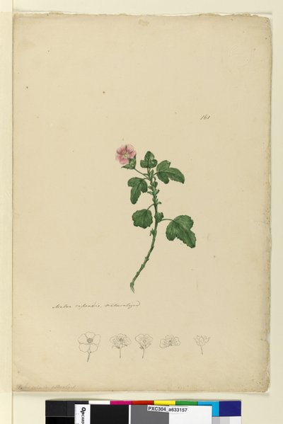الصفحة 161. Malva capensis ، c.1803-06 (مرحاض ، قلم حبر ، قلم رصاص) بواسطة جون وليام لوين