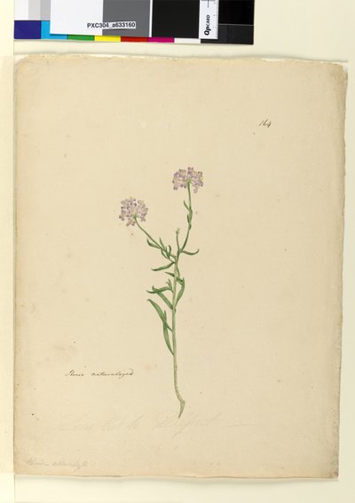 الصفحة 164. Iberis متجنس ، ج 1803-06 (مرحاض ، قلم حبر وقلم رصاص) بواسطة جون وليام لوين