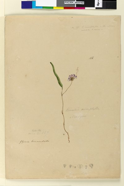 الصفحة 166. Kennedia monophyllaHardenbergia violacea، c.1803-06 (مرحاض ، قلم حبر ، قلم رصاص) بواسطة جون وليام لوين