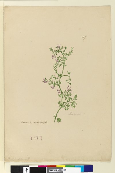 صفحة 167. Fumaria Naturalized، c.1803-06 (مرحاض ، قلم حبر ، قلم رصاص) بواسطة جون وليام لوين