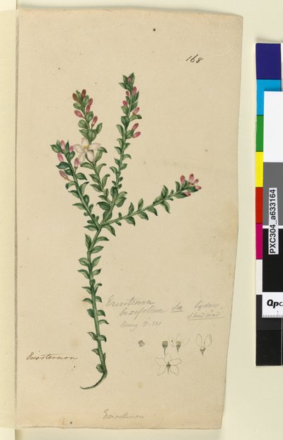 الصفحة 168. Eriostemon buxifolium ، c.1803-06 (مرحاض وقلم وحبر وقلم رصاص) بواسطة جون وليام لوين