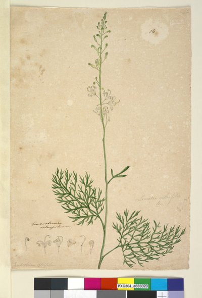 الصفحة 16. Lomatia silaifolia ، c.1803-06 (مرحاض ، قلم حبر ، قلم رصاص) بواسطة جون وليام لوين
