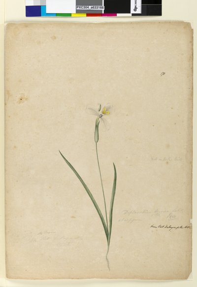 الصفحة 170. Diplarrhena moraea، c.1803-06 (مرحاض ، قلم حبر ، قلم رصاص) بواسطة جون وليام لوين