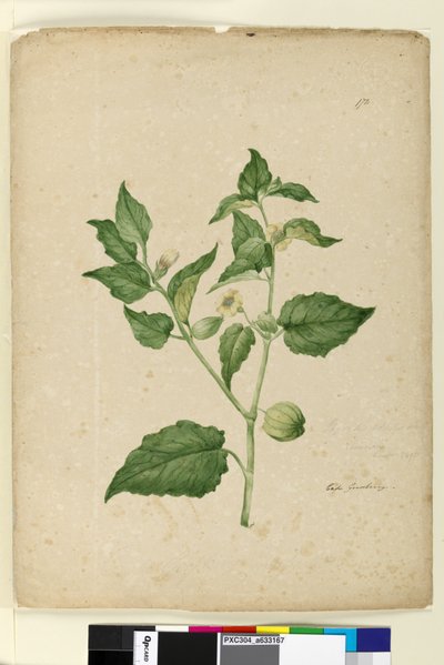 الصفحة 172. Physalis edulis، c.1803-06 (مرحاض ، قلم حبر ، قلم رصاص) بواسطة جون وليام لوين