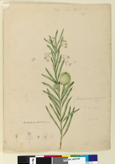 الصفحة 173. Asclepias fruticosa ، c.1803-06 (مرحاض ، قلم حبر ، قلم رصاص) بواسطة جون وليام لوين