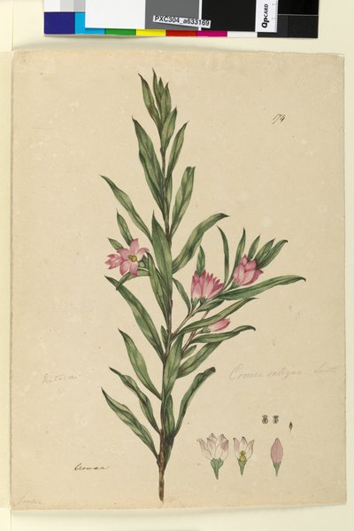 الصفحة 174. Crowea saligna ، c.1803-06 (مرحاض ، قلم حبر وقلم رصاص) بواسطة جون وليام لوين