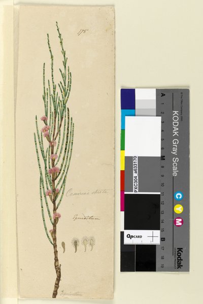 الصفحة 175. Casuarina صارمة Allocasuarina verticillata ، c.1803-06 (مرحاض وقلم وحبر وقلم رصاص) بواسطة جون وليام لوين