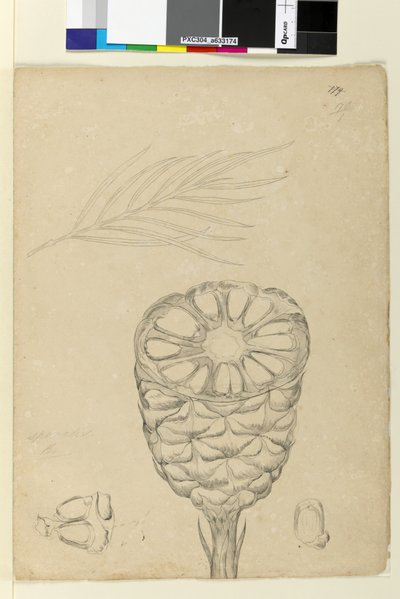 الصفحة 178 ب. Spiralis ، c.1803-06 (مرحاض وقلم وحبر وقلم رصاص) بواسطة جون وليام لوين