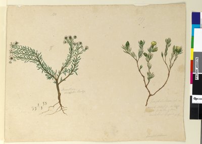 الصفحة 179. Gompholobium ؛ 180. Poranthera ericafolia، c.1803-06 (مرحاض ، قلم حبر ، قلم رصاص) بواسطة جون وليام لوين