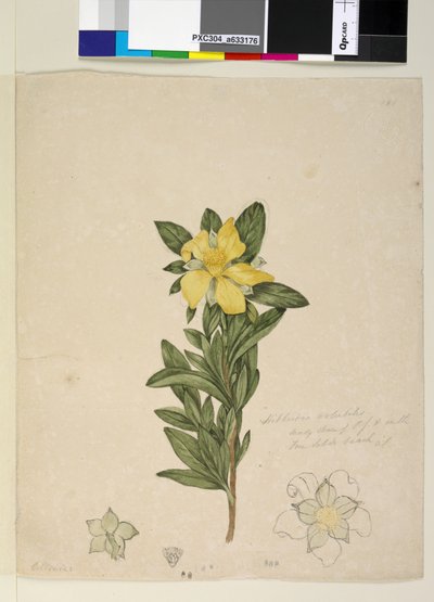 الصفحة 181. Hibbertia volubilis Hibbertia scandens، c.1803-06 (مرحاض وقلم وحبر وقلم رصاص) بواسطة جون وليام لوين