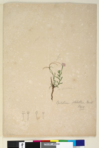 الصفحة 187. Epilobium glabellum، c.1803-06 (مرحاض ، قلم حبر ، قلم رصاص) بواسطة جون وليام لوين