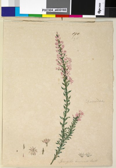 الصفحة 190. Sprengelia incarnata، c.1803-06 (مرحاض ، قلم حبر ، قلم رصاص) بواسطة جون وليام لوين