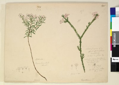 الصفحة 194. Zieria lanceolata Zieria smithii؛ 195. رقم سيئ لأنواع كاليثريكس ... ، ج 1803-06 (مرحاض ، قلم حبر ، قلم رصاص) بواسطة جون وليام لوين