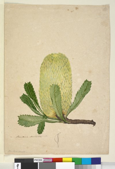 الصفحة 19. Banksia serrata ، c.1803-06 (مرحاض ، قلم حبر ، قلم رصاص) بواسطة جون وليام لوين