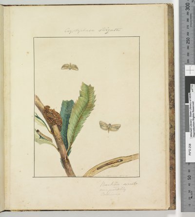 الصفحة 19. اللوحة 5 Cryptophasa Strigata ، 1803-04 (مطبوعات النقش الملونة) بواسطة جون وليام لوين