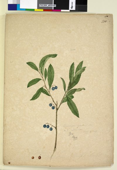 الصفحة 200. Elaeocarpus reticulatus، c.1803-06 (مرحاض ، قلم حبر ، قلم رصاص) بواسطة جون وليام لوين