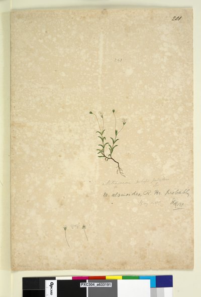 الصفحة 201. Mitrasacme alsinoides، c.1803-06 (مرحاض ، قلم حبر ، قلم رصاص) بواسطة جون وليام لوين