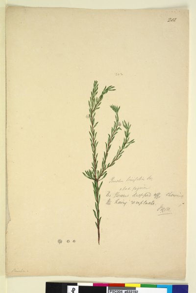 الصفحة 202. Pimelia linifolia ، c.1803-06 (مرحاض ، قلم حبر ، قلم رصاص) بواسطة جون وليام لوين