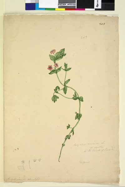 الصفحة 203. Anagallis arvenis، c.1803-06 (مرحاض ، قلم حبر ، قلم رصاص) بواسطة جون وليام لوين