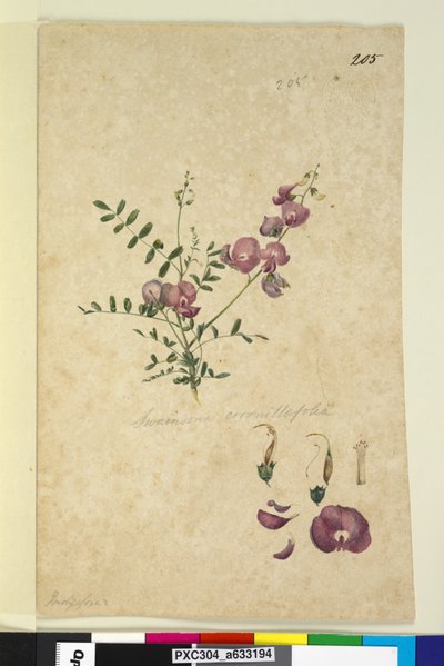 صفحة 205. Swainsona ، c.1803-06 (مرحاض ، قلم حبر ، قلم رصاص) بواسطة جون وليام لوين