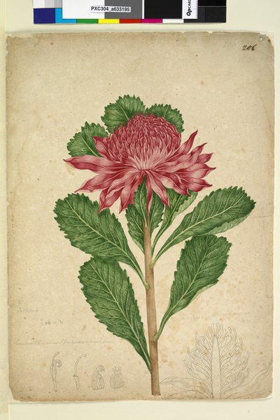 الصفحة 206. Telopea speciosissima، c.1803-06 (مرحاض ، قلم حبر ، قلم رصاص) بواسطة جون وليام لوين