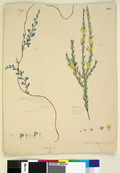 الصفحة 209. Comesperma volubile؛ 210. Hibbertia fasciculata، c.1803-06 (مرحاض ، قلم حبر ، قلم رصاص) بواسطة جون وليام لوين