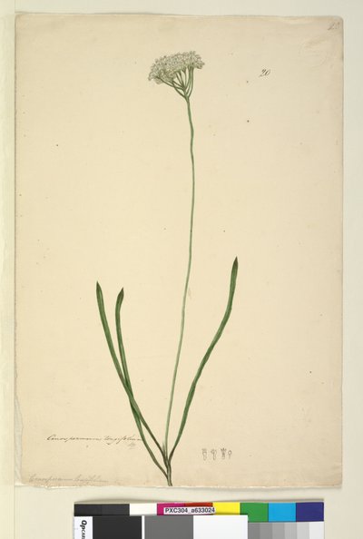 الصفحة 20. Conospermum longifolium، c.1803-06 (مرحاض ، قلم حبر ، قلم رصاص) بواسطة جون وليام لوين