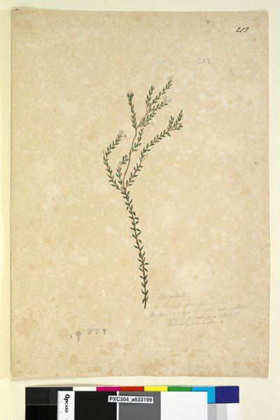 الصفحة 213. EpacrideaeLeucopogon sp.، c.1803-06 (مرحاض ، قلم حبر ، قلم رصاص) بواسطة جون وليام لوين