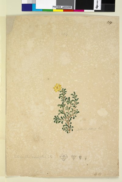 الصفحة 214. Hibbertia diffusa ، c.1803-06 (مرحاض ، قلم حبر وقلم رصاص) بواسطة جون وليام لوين