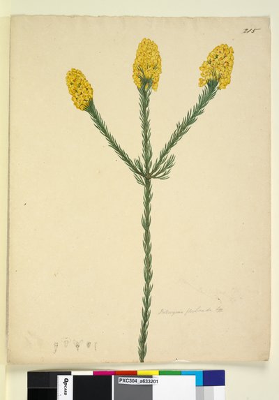 الصفحة 215. Dillwynia floribunda، c.1803-06 (مرحاض ، قلم حبر ، قلم رصاص) بواسطة جون وليام لوين