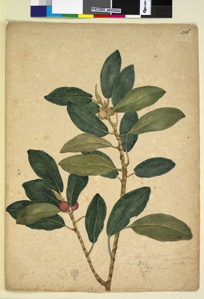 الصفحة 216. Ficus rubiginosa، c.1803-06 (مرحاض ، قلم حبر ، قلم رصاص) بواسطة جون وليام لوين
