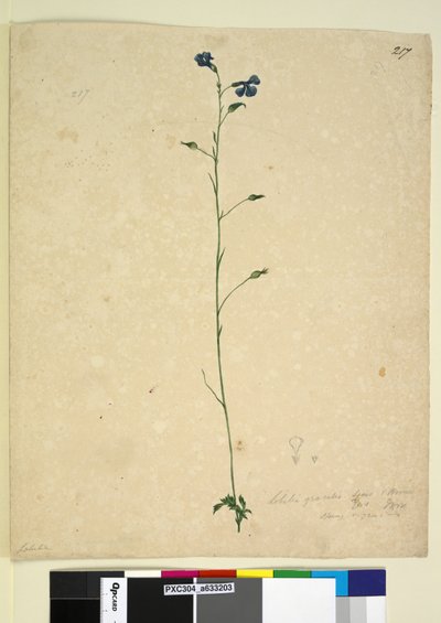 الصفحة 217. Lobelia gracilis، c.1803-06 (مرحاض ، قلم حبر ، قلم رصاص) بواسطة جون وليام لوين