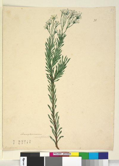 الصفحة 21. Conospermum ericifolium، c.1803-06 (مرحاض ، قلم حبر ، قلم رصاص) بواسطة جون وليام لوين