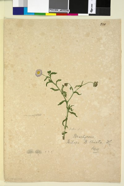 الصفحة 220. Brachycome multifida، c.1803-06 (مرحاض ، قلم حبر ، قلم رصاص) بواسطة جون وليام لوين