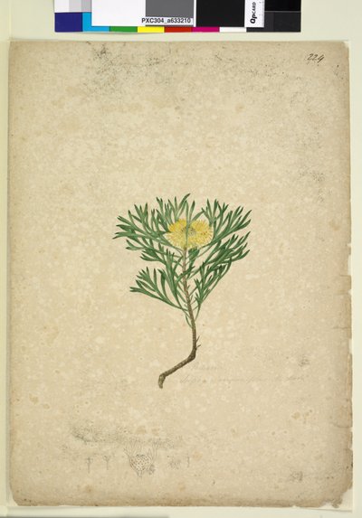 الصفحة 224. Isopogon anemonifolius، c.1803-06 (مرحاض ، قلم حبر ، قلم رصاص) بواسطة جون وليام لوين