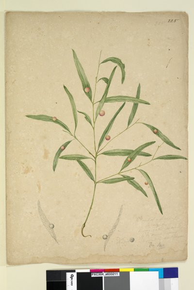 الصفحة 225. فرع من أنواع الأوكالبتوس تحمل ... ، ج 1803-06 (مرحاض ، قلم ، حبر وقلم رصاص) بواسطة جون وليام لوين