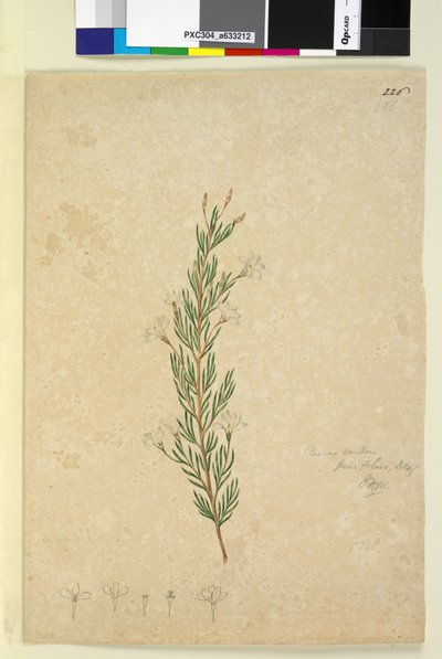 الصفحة 226. Ricinocarpus pinifolius، c.1803-06 (مرحاض ، قلم حبر ، قلم رصاص) بواسطة جون وليام لوين
