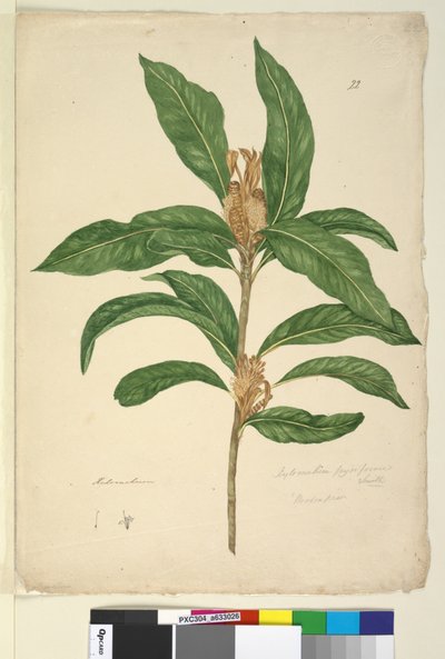 الصفحة 22. Xylomelum pyriforme، c.1803-06 (مرحاض ، قلم حبر ، قلم رصاص) بواسطة جون وليام لوين