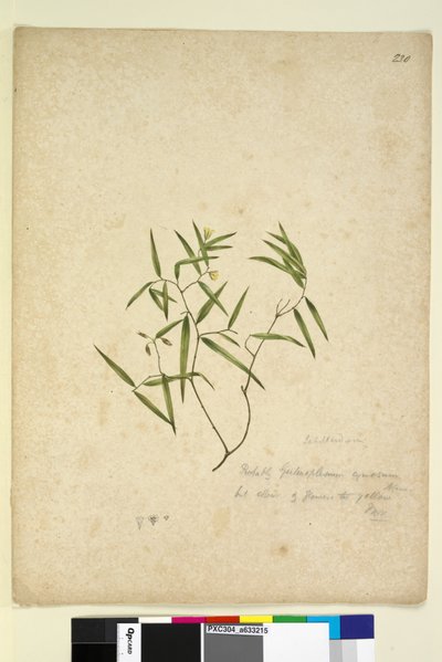 الصفحة 230. Geitonoplesium Cymosum، c.1803-06 (مرحاض ، قلم حبر ، قلم رصاص) بواسطة جون وليام لوين