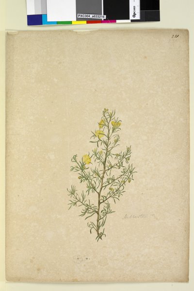 الصفحة 231. Hibbertia sp ، c.1803-06 (مرحاض ، قلم حبر ، قلم رصاص) بواسطة جون وليام لوين