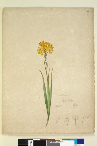 الصفحة 232. Ixia lutea، c.1803-06 (مرحاض ، قلم حبر ، قلم رصاص) بواسطة جون وليام لوين