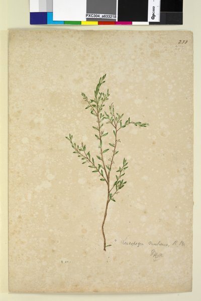 الصفحة 233. Leucopogon ، c.1803-06 (مرحاض ، قلم حبر وقلم رصاص) بواسطة جون وليام لوين