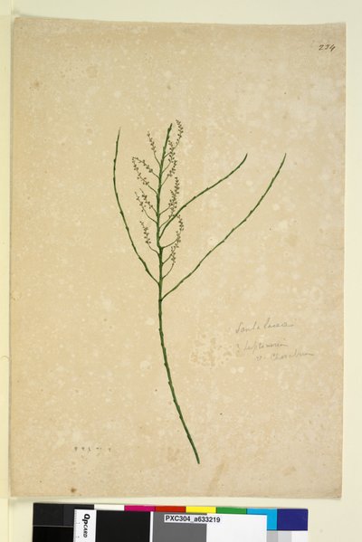الصفحة 234. Leptomeria ، ج 1803-06 (مرحاض ، قلم حبر وقلم رصاص) بواسطة جون وليام لوين