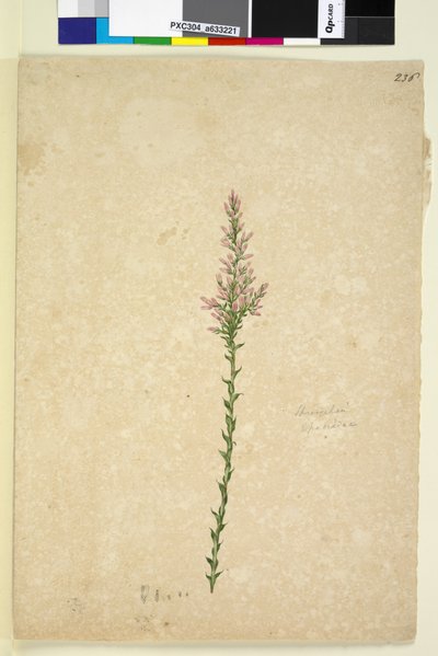 الصفحة 236. Sprengelia ، c.1803-06 (مرحاض ، قلم حبر وقلم رصاص) بواسطة جون وليام لوين