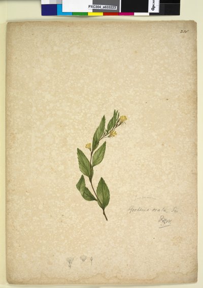الصفحة 238. Goodenia ovata ، c.1803-06 (مرحاض ، قلم حبر وقلم رصاص) بواسطة John William Lewin