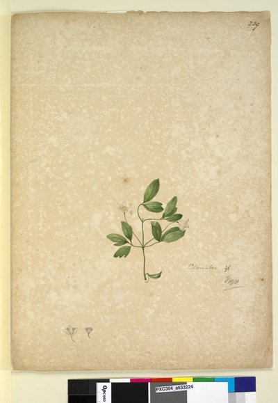 الصفحة 239. Clematis ، c.1803-06 (مرحاض ، قلم حبر وقلم رصاص) بواسطة جون وليام لوين