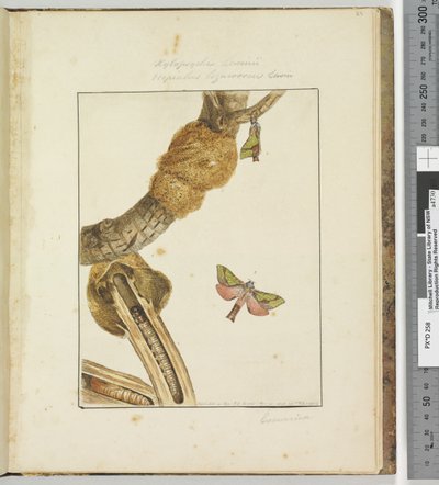 الصفحة 23 اللوحة 6 Xylopsyche Lewinni Hepialus Ligniveren Lewin، 1803-04 (مطبوعات النقش الملونة) بواسطة جون وليام لوين