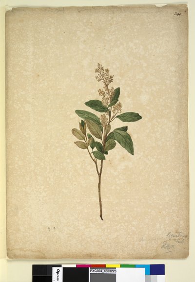 الصفحة 240. Pomaderris ligustrina ، c.1803-06 (مرحاض وقلم وحبر وقلم رصاص) بواسطة جون وليام لوين