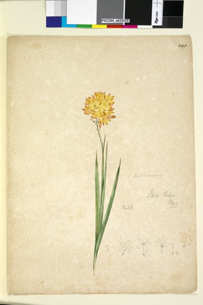الصفحة 241. Ixia lutea، c.1803-06 (مرحاض ، قلم حبر ، قلم رصاص) بواسطة جون وليام لوين